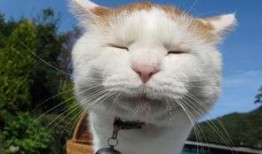 娱乐吃瓜酱猫兔子,揭秘猫兔子背后的趣味故事